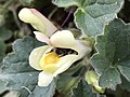 Close-up of flower of Paxton specimen being pollinated by garden bumblebee,