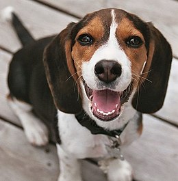 Beagle puppy sitting on a wooden porch, looking at the camera. The picture is snapped close-up, from a high angle.
