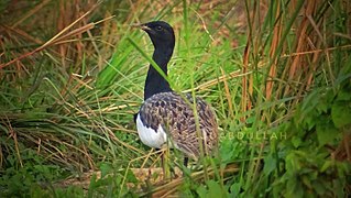 Houbaropsis bengalensis