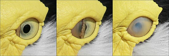 Nictitating membrane