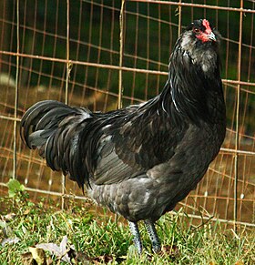 Coq Améraucana bleu grande race