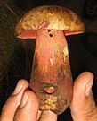 Rubroboletus pulcherrimus