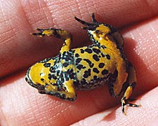 Bombina variegata juvenile