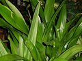 peregun, nativo dracaena.