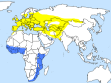 Carte centrée sur l'Afrique et l'Eurasie montrant en bleu les zones d'hivernage et en jaune les zones de reproduction ; une bande bleue horizontale en Afrique de l'Ouest du Nigeria au Sénégal et une verticale en Afrique de l'Est, de l'Afrique du Sud au Kenya ; en jaune, une zone depuis l'Europe (sauf la Laponie) jusqu'à la Mongolie, l'ouest de la Chine et le Pakistan.