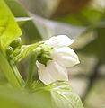 C. annum flower close up