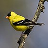 A yellow bird with black coloring on its wings and head, with an orange beak and white striations on its wings, perching on a wood branch