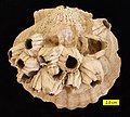 Chesapecten, barnacles and sponge borings (Entobia) from the Pliocene of York River, Virginia