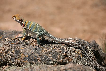 Common collared lizard, by Daniel Schwen