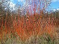 WWT London Wetland Centre, сентябрь