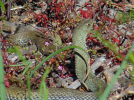 Ящеричная змея (Malpolon monspessulanus)