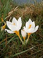 Crocus sieberi 'Bowles White'