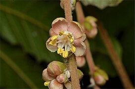 Flower close-up