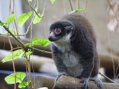 Eulemur mongoz