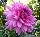 Dahlia 'Rosella'