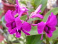 Dendrobium