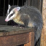 Didelphis pernigra