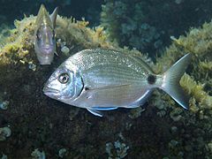 Diplodus sargus