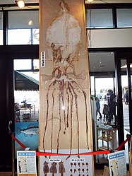 #598 (27/11/2014) Dried giant squid originally measuring 6.3 m in length