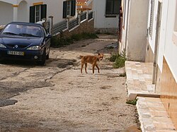 A street in Espiche.