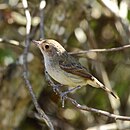 Euscarthmus meloryphus-Tawny-crowned Pygmy-Tyrant