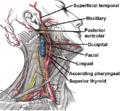(labeled) Branches of external carotid artery