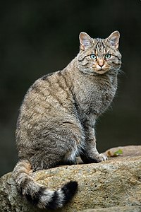 European wildcat, by Lviatour