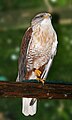 slika 5. Buteo regalis