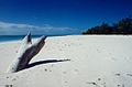 Strand der Îles Glorieuses