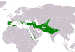 Área de distribución de G. fulvus[cita requerida]