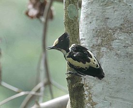 Herttatöyhtöpoimija (Hemicircus canente)