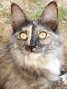 Black tortoiseshell smoke adult