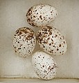 Clutch of eggs - MHNT