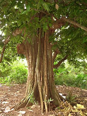 Inocarpus edulis