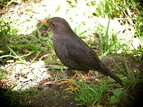 Turdus poliocephalus carbonarius