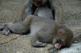 Un macaco japonés durmiendo.