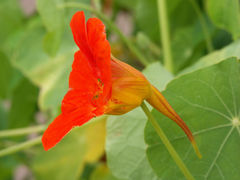 Espolón nectarífero sepaloideo de la flor de Tropaeolum majus.