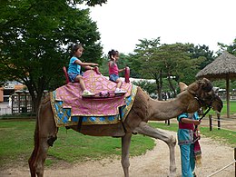 현재는 사라진 낙타 타기