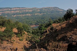 Forêt décidue humide des Ghats occidentaux septentrionaux. Près du barrage de Koyna, Maharashtra.