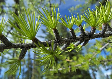 Larix occidentalis