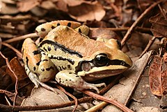 Description de l'image Leptodactylus mystacinus05.jpg.