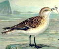 Pilro pequeno (Calidris minuta) En Wikimedia Commons: Pilro pequeno