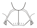 Membrana interfemoral e cauda em Macrophyllum