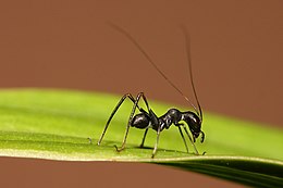 Личинка Macroxiphus sp. мімікрує під мураху