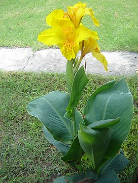 Piriquiti em jardim de Rosário, em Santa Fé, na Argentina