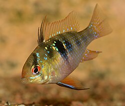 Perhoskirjoahven (Mikrogeophagus ramirezi)