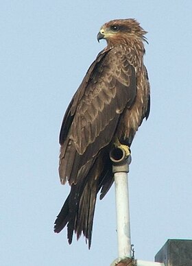 MIlhafre Preto (Milvus Migrans)