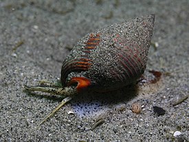 Nassarius fossatus