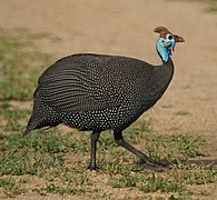 Helmeted guineafowl walking in a field