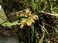 Odontoglossum praestans